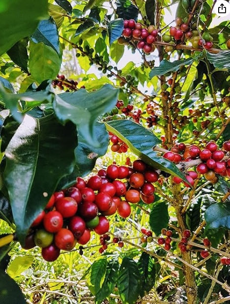 Café em grãos Camocim Orgânico Moka - 250g