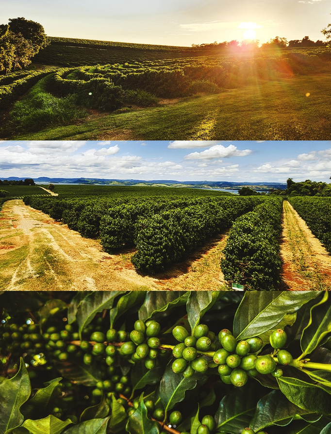 Foto da fazenda Fazenda Harmonia