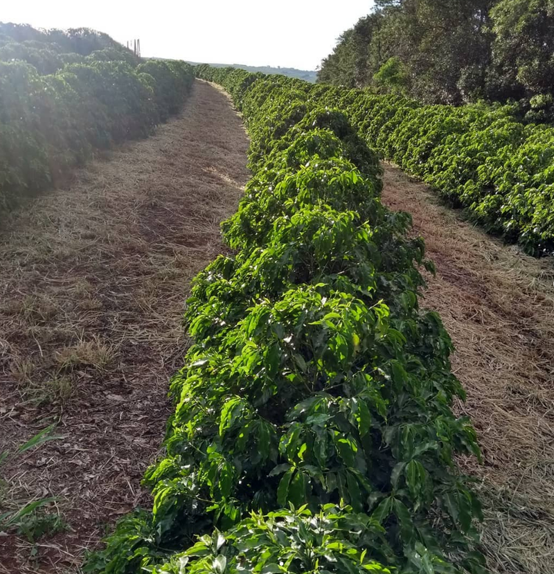 Foto da fazenda Sítio Eliza