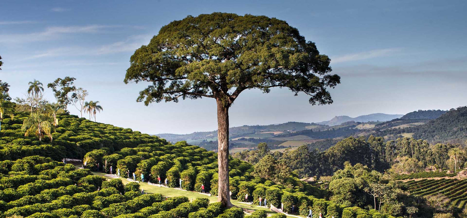 Fazenda Sertãozinho