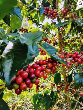 Café em grãos Camocim Orgânico Moka - 250g