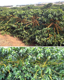 Café em Grãos Cafeshop Especial Arara - Kg