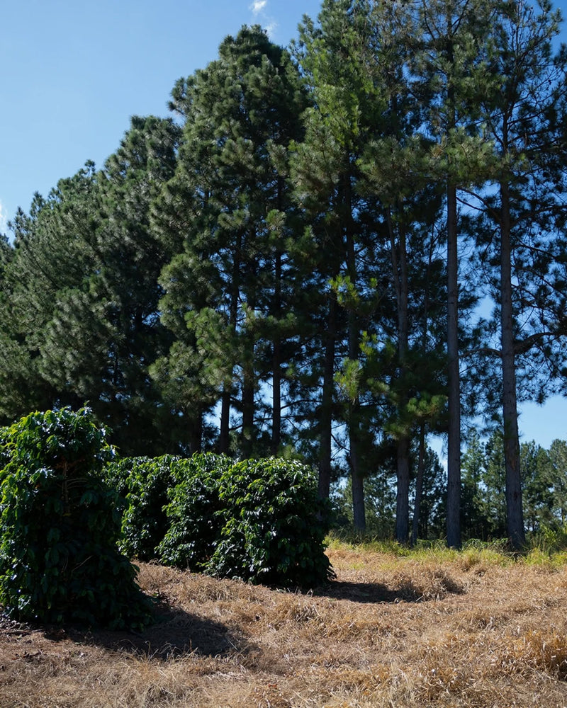 Foto da fazenda Fazenda Santa Lúcia