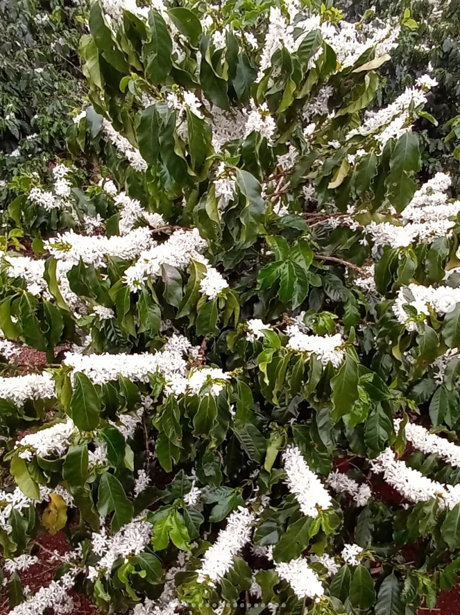 Foto da fazenda Sítio Eliza