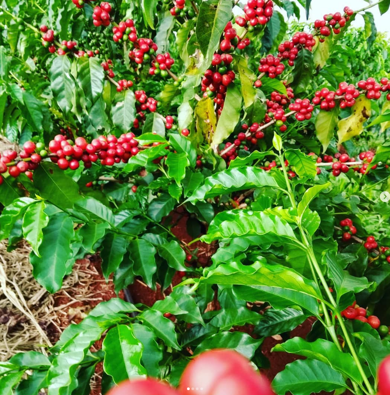 Foto da fazenda Sítio Eliza