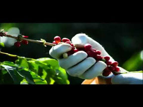 Café em grãos Subasio - 500g