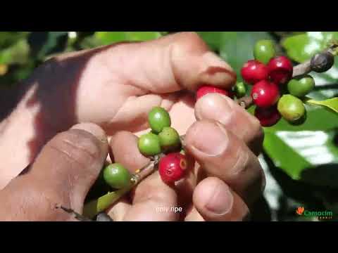 Café em grãos Camocim orgânico biodinâmico - 250g