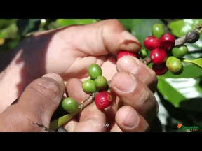 Café em grãos Camocim orgânico biodinâmico - 250g