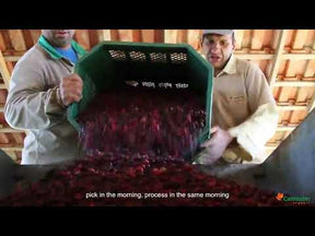 Café orgânico em grãos Jacu Bird lata - 250 g