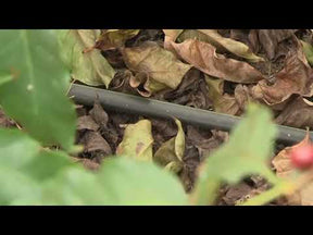 Café em grãos Fazenda Pessegueiro - 1 kg